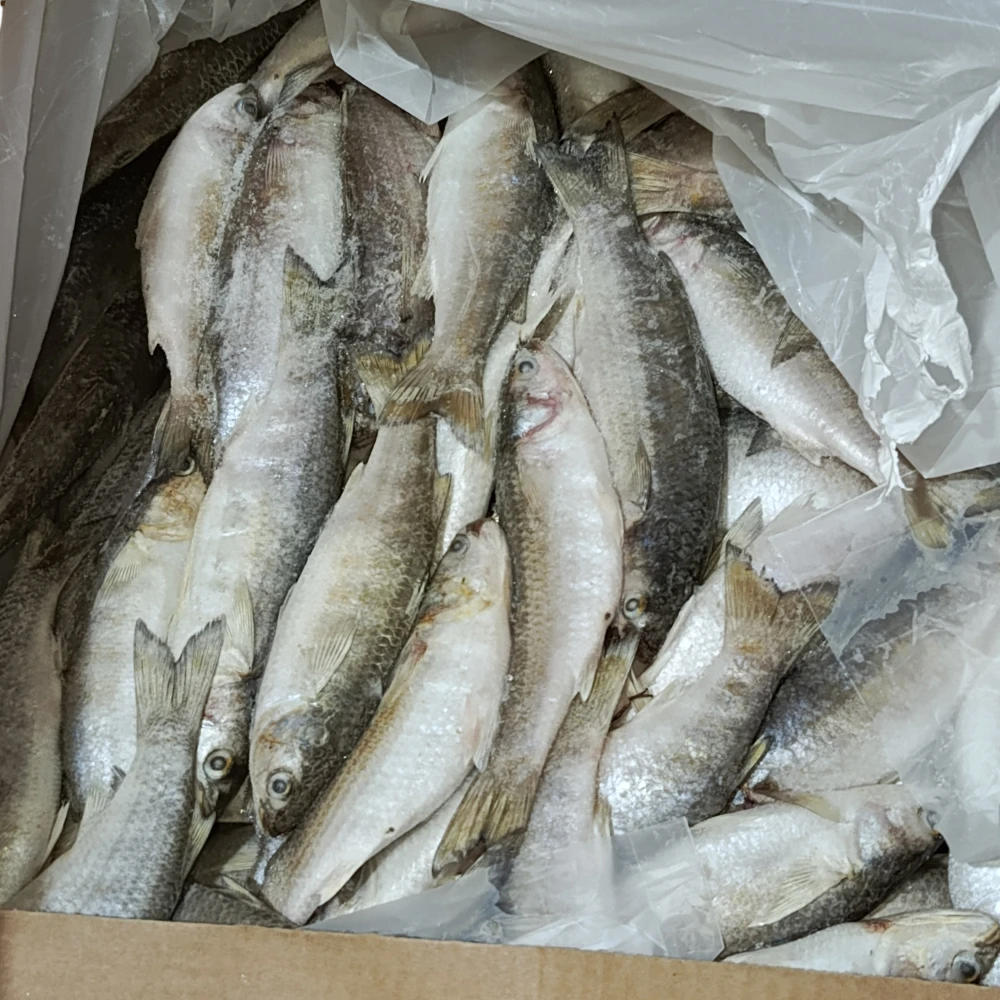سمك بياح 
× 10 كغم 